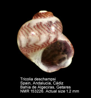 Tricolia deschampsi (2).jpg - Tricolia deschampsi Gofas,1993